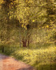 Sunlit Path 2 Poster Print by Allen Kimberly # KARC1743