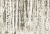 Birches Poster Print by Kimberly Allen # KARC2129A