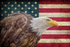 USA Eagle Poster Print by Kimberly Allen # KARC2037