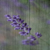 Lavender Aroma Poster Print by Jamie Phillip # JS174