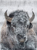 Snow Bison Poster Print by Jamie Phillip # JRV282A