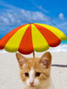Beach Cat Poster Print by Jamie Phillip # JRV244A