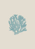 Coral Poster Print by Jamie Phillip # JRV265A