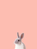 Bunny Poster Print by Jamie Phillip # JRV222A