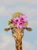 Giraffe Floral 2 Poster Print by Jamie Phillip # JRV17B