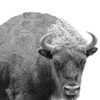 BW Bison Poster Print by Jamie Phillip # JS443A