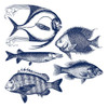 Fishes Poster Print by Jamie Phillip # JS317A