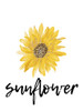 Sunflower  Poster Print by Jamie Phillip # JRV112A