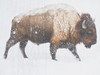 Winter Bison Poster Print by Jamie Phillip # JRH87A