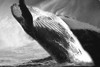 Black Whale Poster Print by Jamie Phillip # JRH139A
