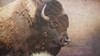 Wild Bison Poster Print by Jamie Phillip # JPW68A