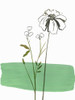 Little Herb II Poster Print by Asia Jensen # JN510A