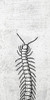 Spring Bug Poster Print by Jamie Phillip # JPT43A