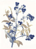 Indigo Flowers Poster Print by Jace Grey # JGRC773A