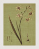 Botanica Verde IV Poster Print by John Seba # IS5761