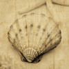 Scallop Poster Print by John Seba # IS5200