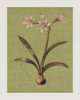 Botanica Verde I Poster Print by John Seba # IS5758