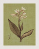 Botanica Verde II Poster Print by John Seba # IS5759