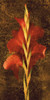 Gladiola Poster Print by John Seba # IS4142