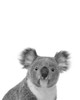 Koala Rigolo Poster Print by Braun Studio Braun Studio # H3262