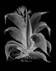 Aloe Americana Poster Print by Basilius Besler # HEI09