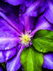 Clematis Spring Poster Print by Heidi Bannon # HBA116981