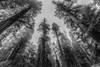 Sequoia Tree Forest Sky Black and White Poster Print by Nature Magick Nature Magick # GI556A