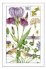 Print Botanical II Poster Print by Pamela Gladding # GLA629