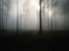 Brouillard de forÔøΩ_t Poster Print by Braun Studio Braun Studio # GC383
