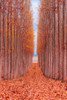 Tree Farm Poster Print by Bruce Getty # G2074D