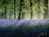 Last of The Bluebells Poster Print by Adelino Goncalves # G2101D