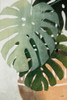 Monstera Leaves Poster Print by House Fenway House Fenway # FEN145