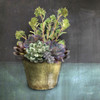 Succulents Poster Print by House Fenway House Fenway # FEN141