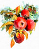 Apples Poster Print by Ronald Bolokofsky # FAS2272