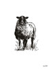Farmhouse Sheep Poster Print by House Fenway House Fenway # FEN119