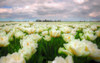 Tulip Field Poster Print by Ronald Bolokofsky # FAS2038