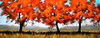 Autumn Fields Poster Print by Ronald Bolokofsky # FAS1951