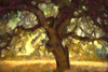 Big Shade I Poster Print by Ronald Bolokofsky # FAS1966