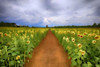 Sunflower Field Poster Print by Ronald Bolokofsky # FAS1937