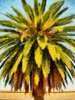 California Palm Poster Print by Ronald Bolokofsky # FAS2008