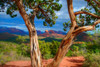 Sedona Red III Poster Print by Ronald Bolokofsky # FAS2013