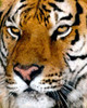 Portrait of a Tiger Poster Print by Ronald Bolokofsky # FAS1260