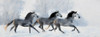 Winter Run Poster Print by Ronald Bolokofsky # FAS1358