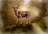 Deer In the Forest Poster Print by Ronald Bolokofsky # FAS1285