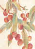 Hanging Cherries Poster Print by Unknown Unknown # F101262