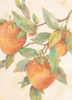 Hanging Peaches Poster Print by Unknown Unknown # F101261