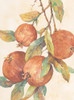 Hanging Fruit Poster Print by Unknown Unknown # F101257