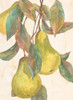 Hanging Pears Poster Print by Unknown Unknown # F101260