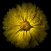 Yellow Chrysanthemum Poster Print by Brian Carson # FAF1665
