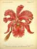 Orchid, Catlleya Labiata Poster Print by A. Goossens # FAF1631